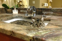Cat-in-sink