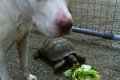 Dog-with-pet-turtle